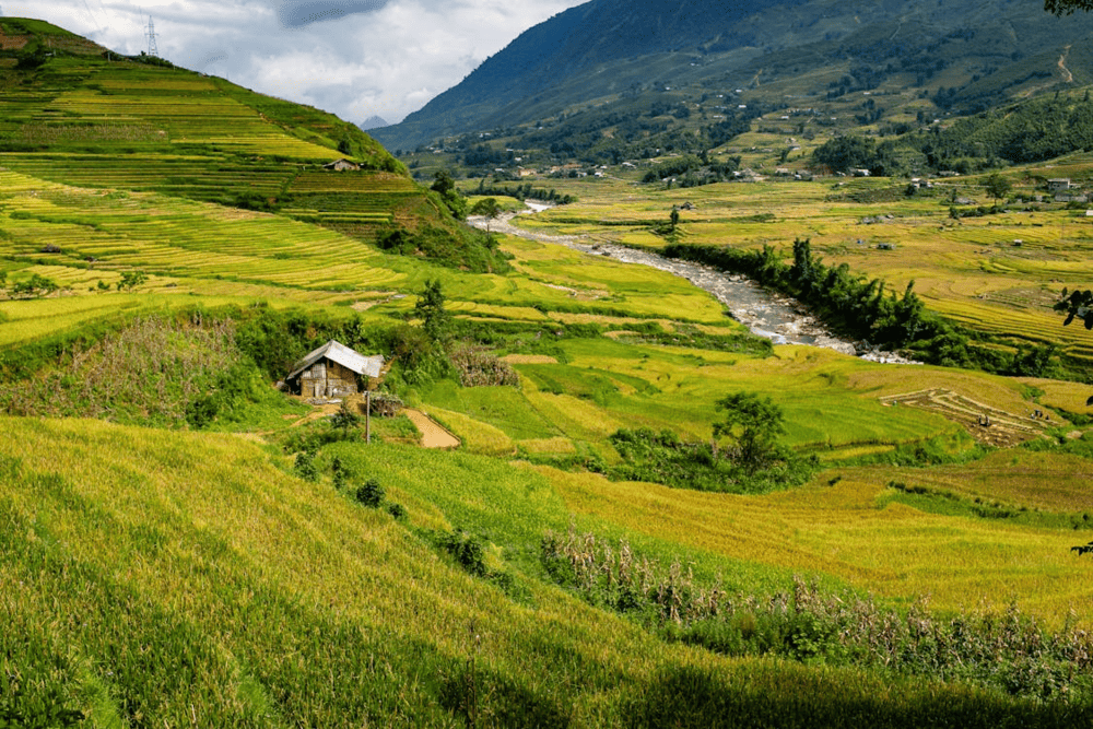 The world-famous Sapa rice terraces transform into golden cascades during harvest season, creating one of Vietnam's most photographed landscapes (Source: Pexels)